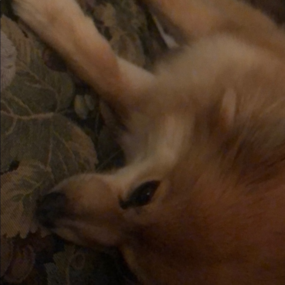 Meet your Posher, Casey